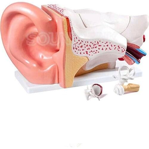 Human Ear Anatomy Model Educational Ear Model Anatomy for Hearing Aid Clinics
