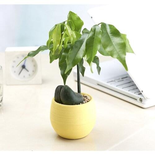 1 Pc Flower Pots Planters Mini Colourful Round Plastic Plant Flower Pots For Bedroom Home Office Decor Planter Decorative #911