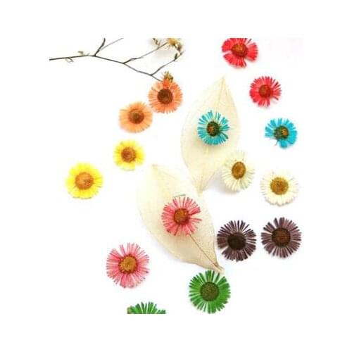 10pcs/lot Chrysanthemum Dried Flowers Preserved Flower for Diy Pressed Flower Craft Card Bookmark