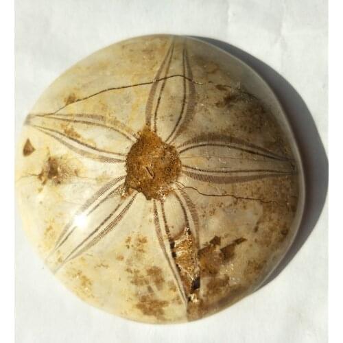 DHX SW Starfish fossil Rare Polished Specimen