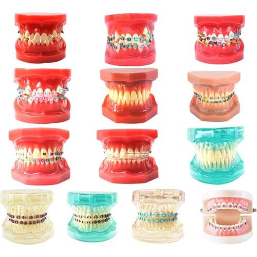 Dental Teaching Model Standard Dental Typodont Model Demonstration With Removable Teeth Model