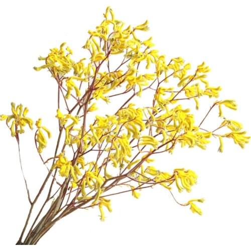 5pcs christmas decor Kangaroo claw immortal flower bouquets natural plants dying flower bunch for hpme Yellow