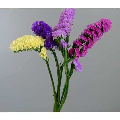 Eternal Floral 1Bunch Real Natural Plant Myosotis Sylvatica Decoration Grass Dried Flowers Wedding Party DIY Scrapbook Bouquet