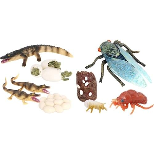 Realistic Cicada and Crocodile Life Cycle Game Prop Insect Figure Animal