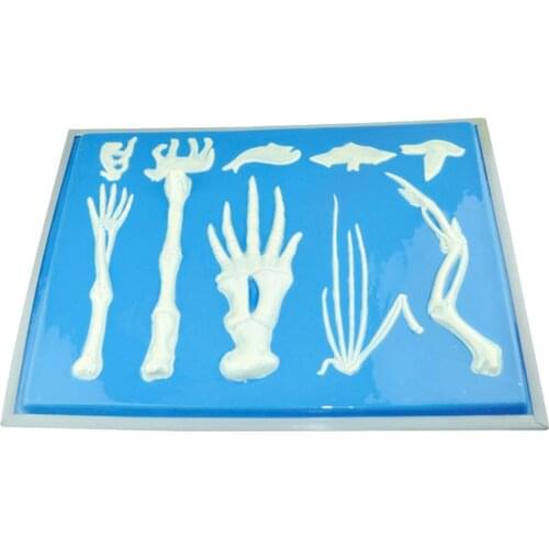 Vertebrate Anterior Limbs Bone Skeleton Model for Biology Learning School Teaching Tool Learning Display Lab Supplies