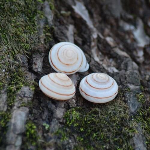 Natural Conch Shells Mini Conch Corn Screw Wall Decoration DIY Aquarium Landscape Seashells Crafts/party Decor