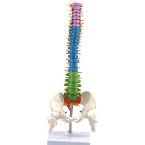 New 45Cm with Pelvic Human Anatomical Anatomy Spine Spinal Column Model Teaching Resources for Students