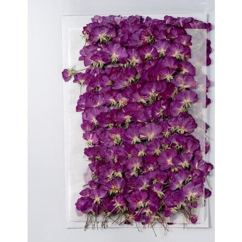 250pcs Pressed Dried Flower Purple Rose Herbarium For Epoxy Jewelry Bookmark Phone Case Makeup Nail Art Craft DIY