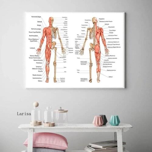 Human Body Anatomy Canvas Wall Art Poster Print Skeletal Muscular System Didactic Board Picture Painting Study Room Decoration