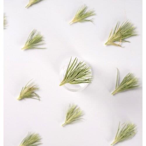 100pcs Pressed Dried Flower Green Grass Plant Herbarium Epoxy Jewelry Bookmark Phone Case Makeup Nail Art Craft DIY