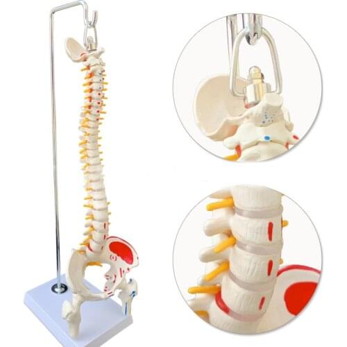 Human spine model 45CM advanced medical bone shaping exercises bone model medical teaching tool