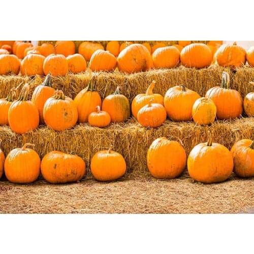 Farmland pumpkin photography background vinyl fotografia child photo-shots backdrops for photo studio props photophone lv-2233