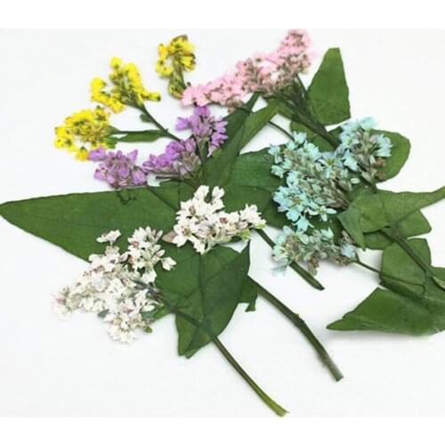 80pcs Pressed Dried Buckwheat Flower Plant Herbarium For Epoxy Resin Jewelry Postcard Phone Case Making Craft DIY Accessories