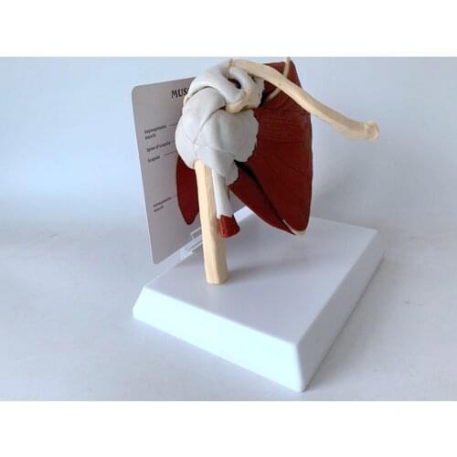 Handmade Vintage decoration Human Skeleton Shoulder Scapula Clavicle Muscle Model Joint Functional Ligament Medical Teaching Aid