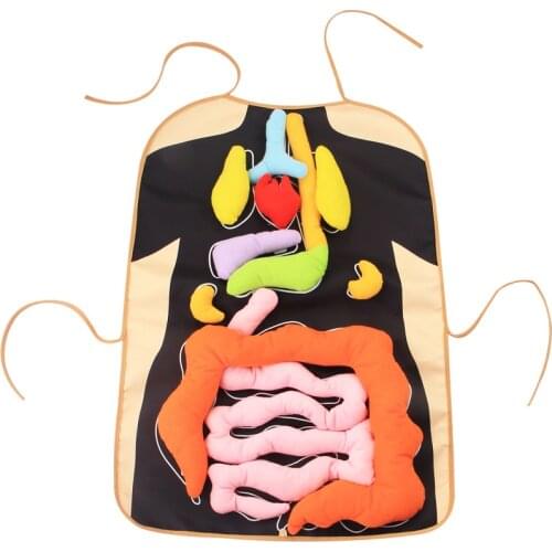 Educational Toys Insights Toy Anatomy learn Apron Human Body Organs Awareness Preschool Science Home School Teaching Aids