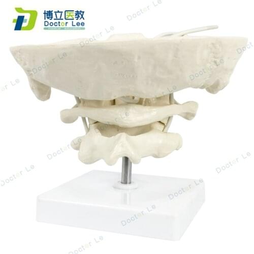Enlarge the occipital, axial and atlas wiggly skeleton models for medical science learning