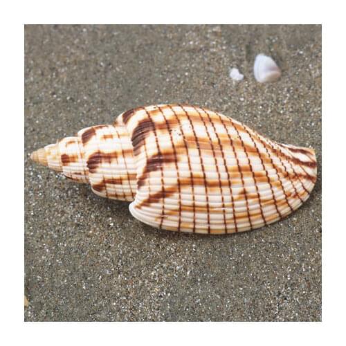 Deshi snail natural conch shell rare collection specimen snail childrens conch science popularization