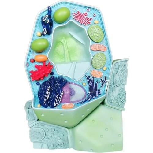 Plant cell vertical plant cell model