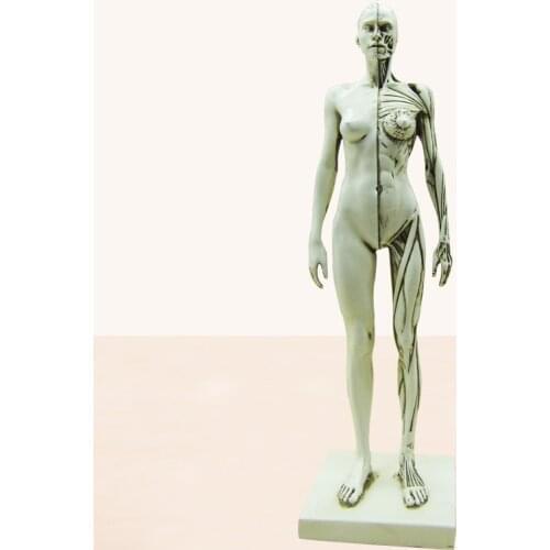 Female Human Body Muscle Resin Statue Sculpture Human Anatomical anatomy skeleton Medical Artist Drawing tools
