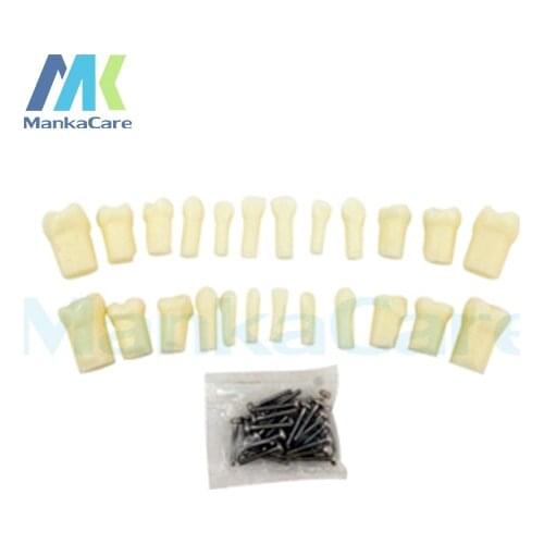 Manka Care - Primary Teeth With Straight Roots/Anatomy crown,straight roots,easy to set or remove Oral Model Teeth Tooth Model