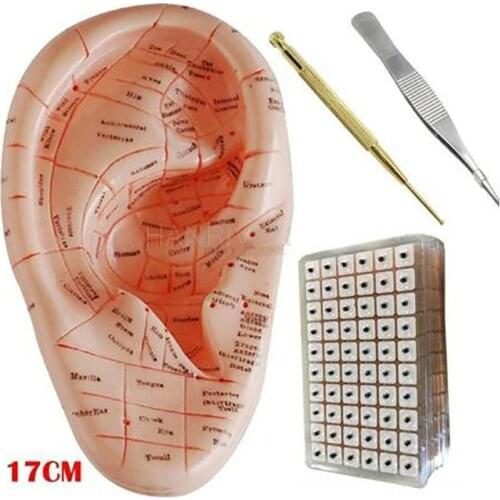 English ear press seed Auricular Vaccaria seed with ear probe 600pcs paste 17cm Silica gel ear model