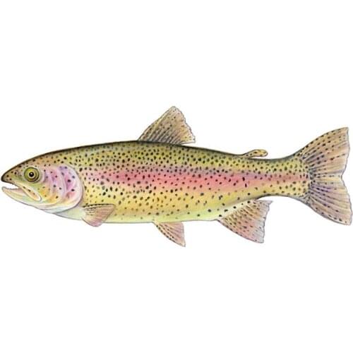 13cm x 5.3cm for Rainbow Trout Fish Funny Car Stickers Waterproof Vinyl Car Wrap Decal Camper Anime Occlusion Scratch