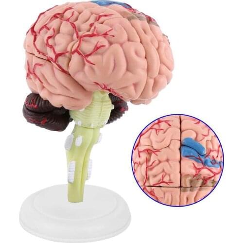 4D Brain Model Brain Model Structural Anatomy Teaching Learning Tool JR Deals