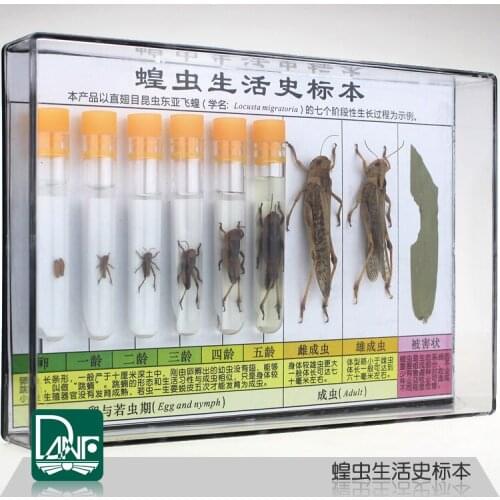 Locust Life History Specimen School Science Teaching equipment