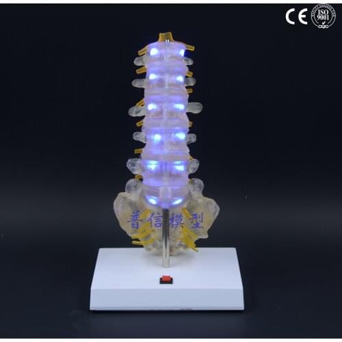 Free shipping&Spine model, medical, luminous creative gifts, birthday gifts, tail vertebral body lumbar model