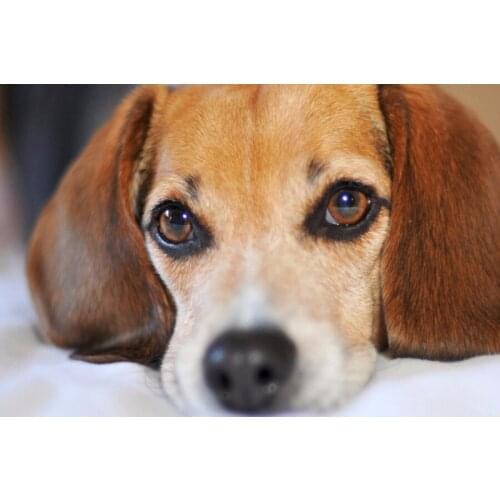 Full,Diamond Embroidery,Animal,Dog,Eye,5D,Diamond Painting,Cross Stitch,5D,Diamond Mosaic,Needlework,Crafts,Christmas,Gift