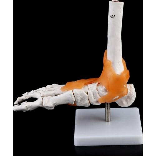 1: 1 Human Skeleton Human Model Joint Medical Anatomy Ankle Ligament Anatomically Teaching Resource Tool