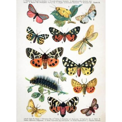 Lot style Choose Butterflies And Moths Art print Silk poster Home Wall Decor