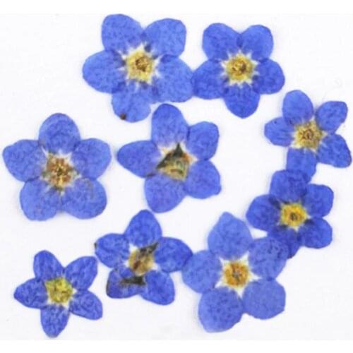 2021 Cheap Do Not Forget Me Flower For DIY Filler Material Plants 1 Lot/200Pcs Free Shipment