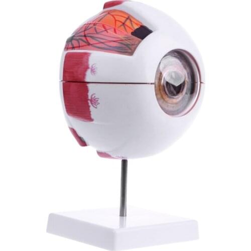 Human Anatomical Natural Eyeball Model Learning Aid Teaching Instrument