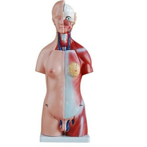Medical teaching 45CM Unisex Torso 23 Parts