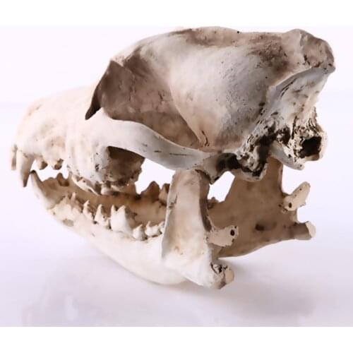 Wolf Jackal Head Skull Animal Model Replica Medical Teaching Skeleton for Home Decor Collection Gifts