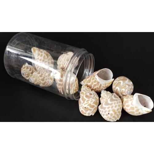 1Box Natural Spiral holes Shell For Handmade Scrapbooking Crafts One Hole Sea Shells DIY Home Decoration