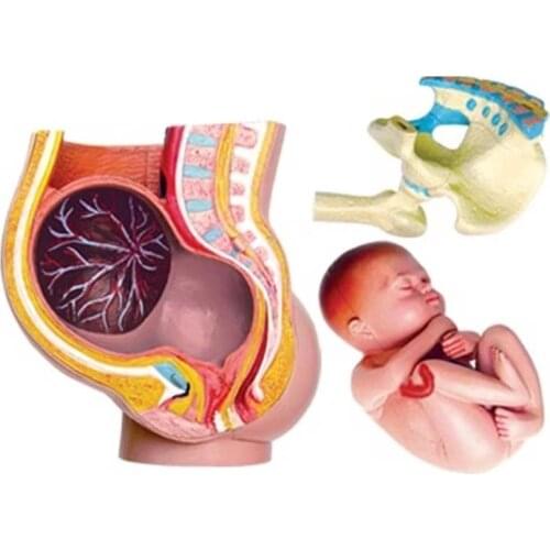 Human Women Pregnant Pelvis Section Model Sets with Baby Fetus Assembled maternal fetal tissue from the uterus model Science Toy