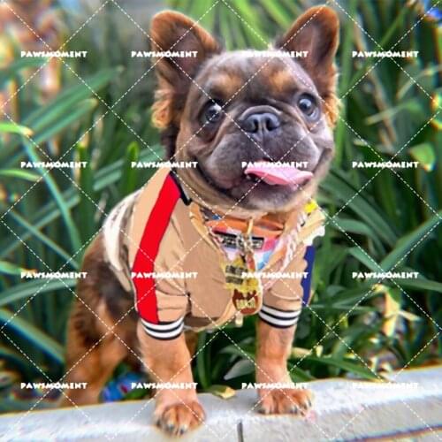 Pug Costume Cat Chihuahua Jacket Dropshipping PC1426 XS-2XL