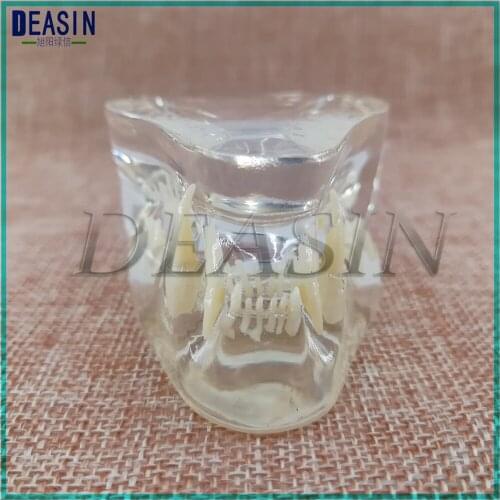 Dentition Model cats Dentition Model cat teeth skull jaw bone transparent teaching Catamount teeth Model