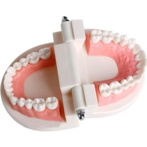 Pro White Adult Standard Dental Teaching Study Typodont Demonstration Tool Teeth Model