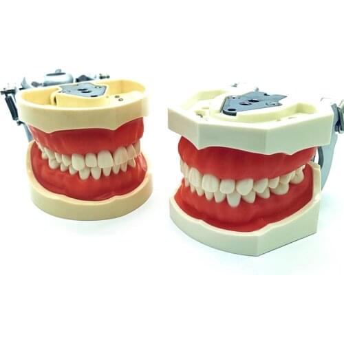 28pcs/32pcs Removable Teeth Model with Screw in Dental Standard Teeth Model for Dental Practice