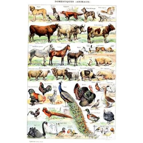 Lot style Choose Vintage Adolphe Millot Encyclopedia Reptiles Crayfish Fish Classic Art print Silk poster Home Wall Decor