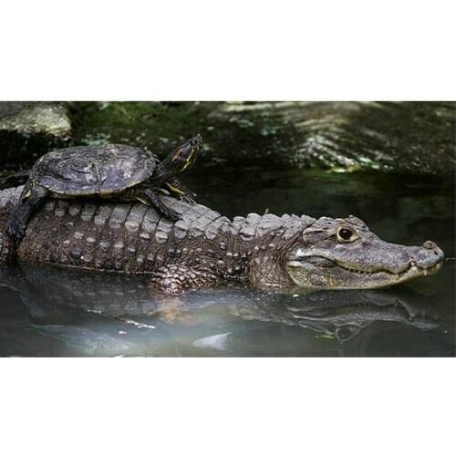 DIY 5D Diamond Painting Cross Stitch arts Full square diamond Embroidery Crocodile turtle rhinestone Mosaic picture home decor