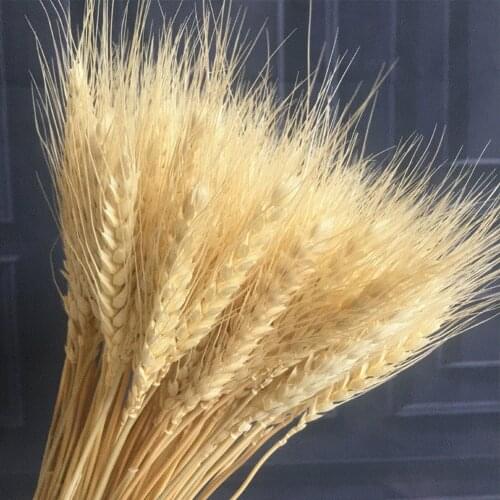 100pcs Wheat Stalks Natural Dry Wheat Decor for Christmas Wedding Home Office Decoration