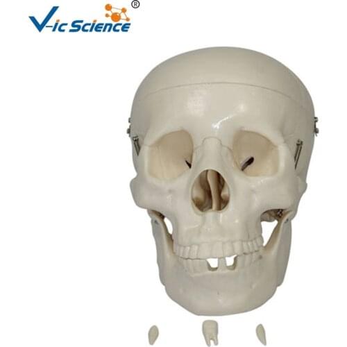 Life Size Skeleton Skull Model