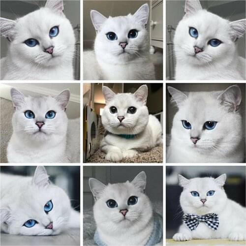 Diy Diamond Painting Cross Stitch White Cat Cat Square Diamond Diamond Full Diamond Mosaic Set Animal Rhinestone Home Decoration