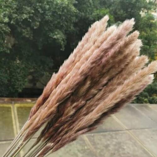 45pcs/45cm,Natural color Dried Small Bulrush Grass Reed Flower,INS Pampas Phragmites Wedding Party flower arrangement Decoration