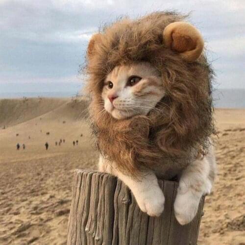 Cat headgear dog clothes cute lion small ears cat cat hat net red teddy pet wig ornament dog costumes dog hat