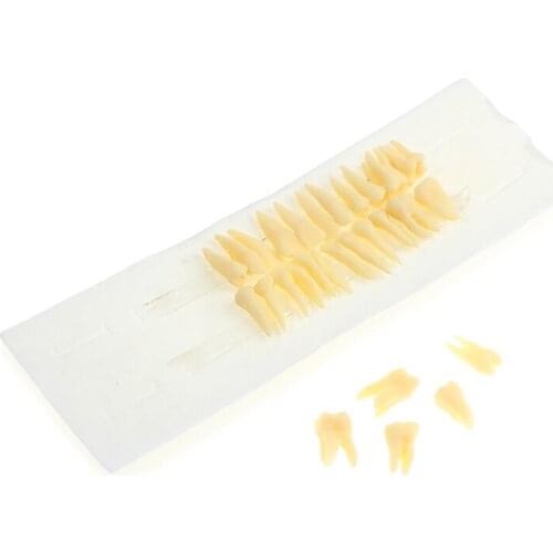 28X Resin Full Mouth False Tooth Model Dental Oral Permanent With Root Simulated